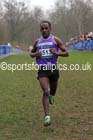 Senior mens Inter Counties Cross Country, Prestwold Hall, Loughborough. Photo: David T. Hewitson/Sports for All Pics
